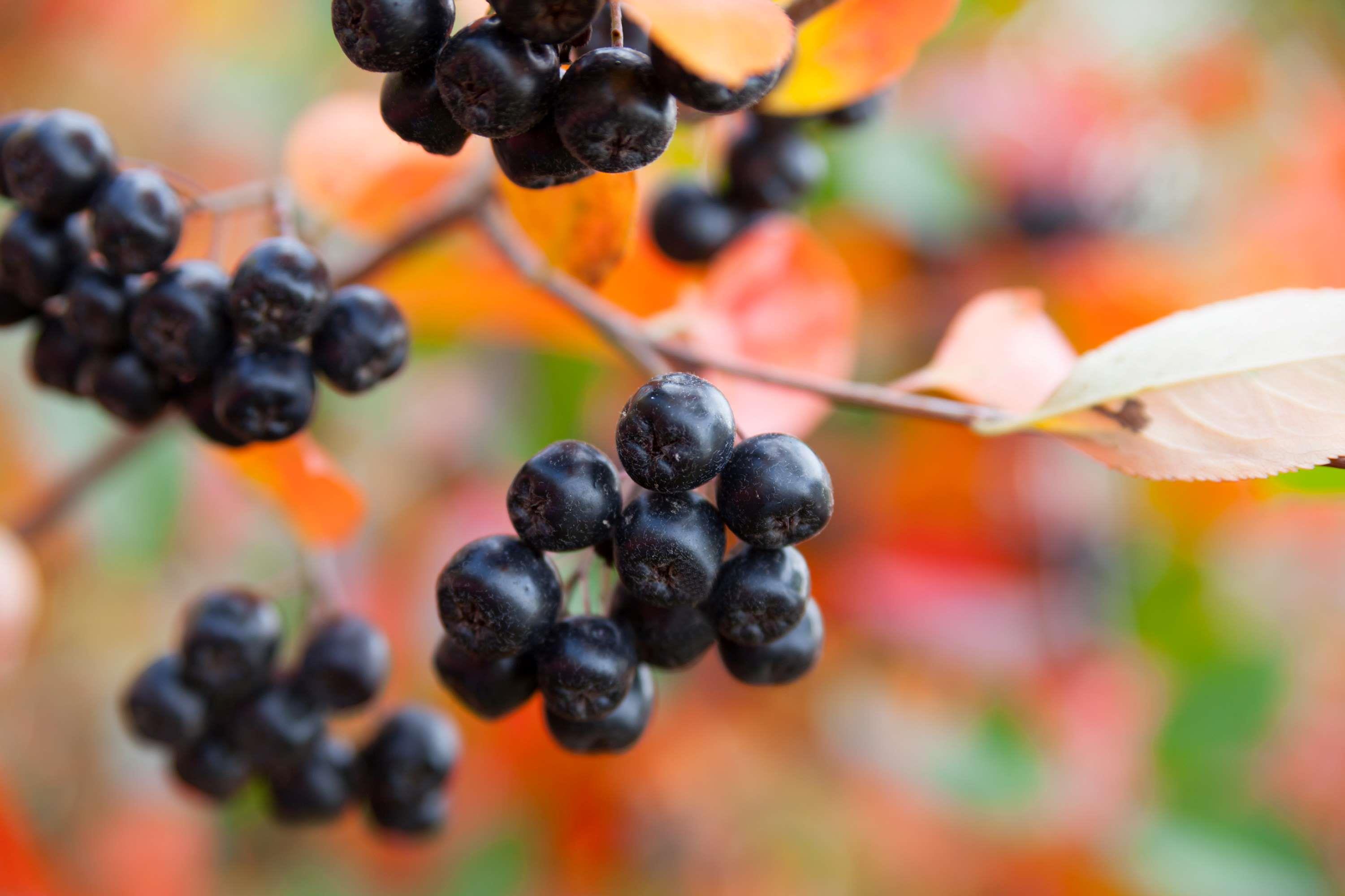 BIO Holunderbeeren Likör 0.1 l 18 vol%